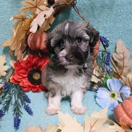 Chocolate Sable Boy - Chocolate sable male Havanese puppy in Vinita, Oklahoma from Locust Creek Shih Tzu & Havanese