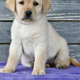 Yellow female - Yellow female Labrador Retriever puppy in Mississippi from Sure Shot English Labs