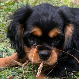 Winston - Black and tan male Cavalier King Charles Spaniel puppy in Valley, Washington from F-Stop Cavaliers