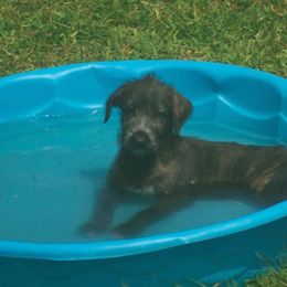 Irish Wolfhound Puppies from Ierne Irish Wolfhounds