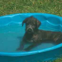 Irish Wolfhound Puppies from Ierne Irish Wolfhounds