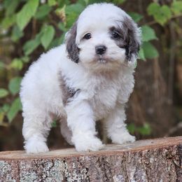 Gus - Merle male Cockapoo puppy in Louisburg, North Carolina from Raven Oak's Shepherds & Dachshunds