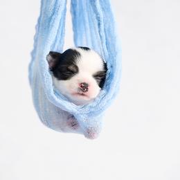 Chihuahua Puppies from Walley Farms