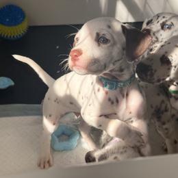 Boy 1 blue - White and liver brown male Dalmatian puppy in Miami, Florida from Soflo Dalmatians