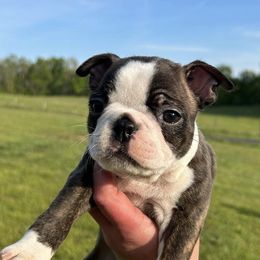 Boston Terriers, Goldendoodles, and Labradoodles from Legacy Bostons and Goldendoodles