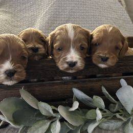 Cavapoo Puppies from Poppy Garden Doodles