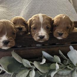Cavapoo Puppies from Poppy Garden Doodles