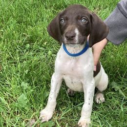 German Shorthaired Pointers from Winsome Farm