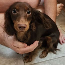 Brownie - Dachshund