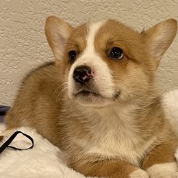 Boy 2 - Sable Pembroke Welsh Corgi puppy in Solano County, California from Early Spring Corgis