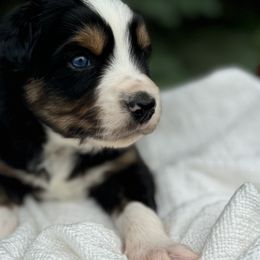 Australian Mountain Doodles and Australian Shepherds from Burkhart Family Puppies