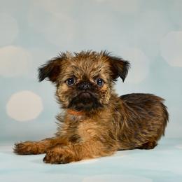 Orange Collar Girl - Red female Brussels Griffon puppy in Florida from Robin’s Griffons
