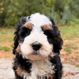 Venom - Tri-color male Bernedoodle puppy in Sandy, Oregon from MC Doodles