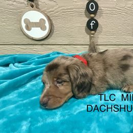 Dachshund Puppies from TLC Mini Dachshunds