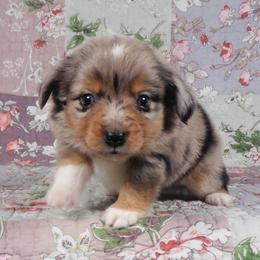 Ash - Blue merle male Toy Australian Shepherd puppy in Okeana, Ohio from Fetching Toy Aussies