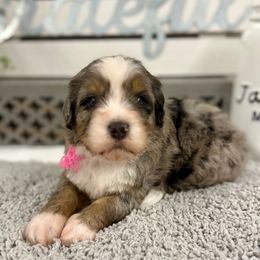 Miss Ghost - Merle female Bernedoodle puppy in Hegins, Pennsylvania from Bubbling Springs Doodles, LLC