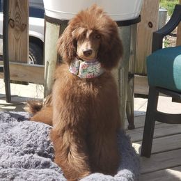 Pomeranian and Poodle Puppies from Sky’s the Limit Cloud K9’s