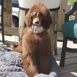 Pomeranian and Poodle Puppies from Sky’s the Limit Cloud K9’s