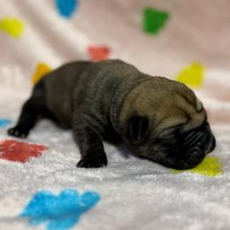 Silver Collar N - Fawn male Cane Corso puppy in Paris, Texas from Knucklehead Cane Corso