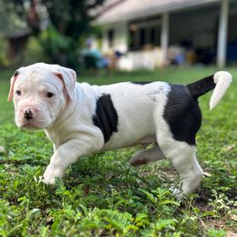 Boy 3 - White male American Bulldog puppy in Pace, Florida from Genesis American Bulldogs