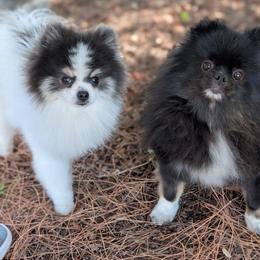 Remi - Pomeranian