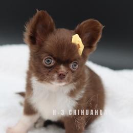 Collins - Chocolate and white female Chihuahua puppy in Tulsa, Oklahoma from H-3 Chihuahuas