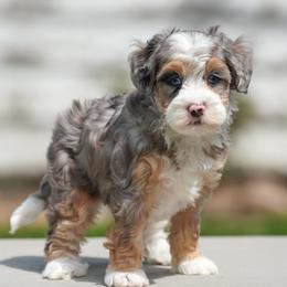 Kenai - Merle female Bernedoodle puppy in Dundee, Ohio from Down Home Doodle