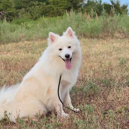 Aspen - White male Pomsky puppy in Perkins, Oklahoma from A-Dream Pomsky Kennel