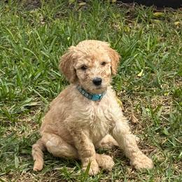 W25 Male Light Blue Collar Buddy - Red  male Goldendoodle puppy in Cape Coral, Florida from GoldenDoodles Cape Coral