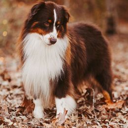 Zephyr - Australian Shepherd