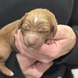 Jessie-orange collar - Red  female Goldendoodle puppy in Chino Valley, Arizona from Whiskey Row Royals