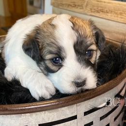 Cavapoo and Coton de Tulear Puppies from Big Gulch Puppies