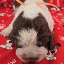 Plow - Tri-Roan male English Springer Spaniel puppy in Brodhead, Wisconsin from Pinwheel Acres