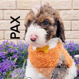 Pax - Brown male Whoodle puppy in Knoxville, Tennessee from Fleury Farm Doodles TN