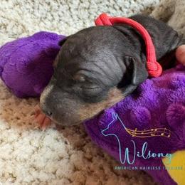 Tay Tay - Black tan and white female American Hairless Terrier puppy in Smith Center, Kansas from Wilsong Kennel