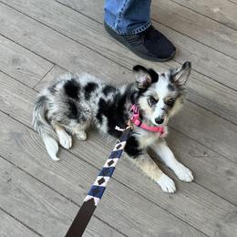 "Ruby- 3 months old" Miniature Australian Shepherd Puppies from Integrity Aussies Tx