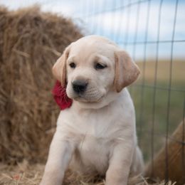 Dilute Retriever Puppies from Prairie Hills Labs
