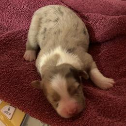 Girl 5 - female Australian Shepherd puppy in Johnson City, Tennessee from St. Isidore's Australian Shepherds