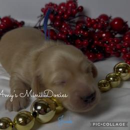 AKC Jack (Dark Blue) - Cream male Dachshund puppy in Jena, Louisiana from Amy’s Mini Doxies