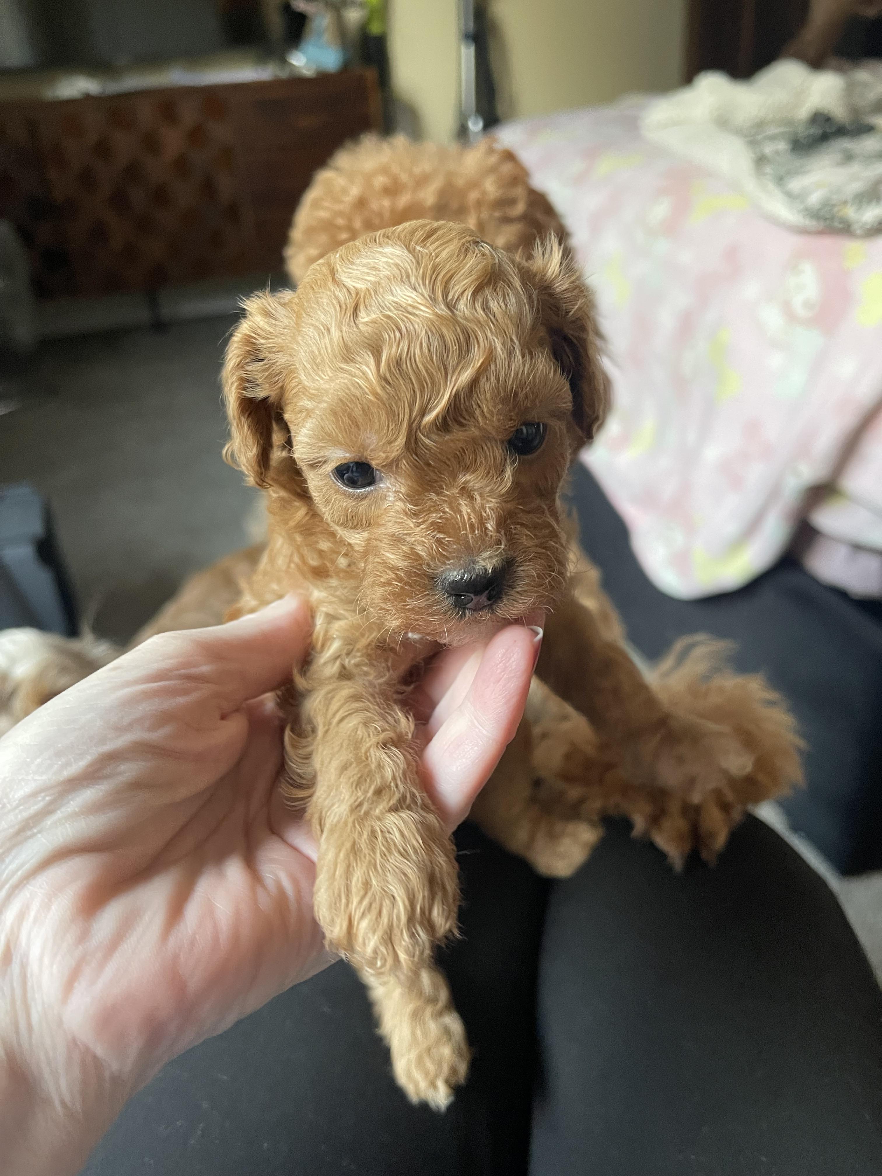 Shawn's Cavapoos in Michigan | Cavapoo puppies | Good Dog