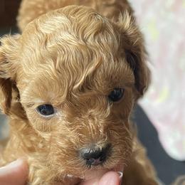 Cavapoos from Shawn Gross