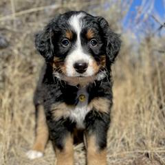 Bear - Double Doodle puppy from Dry Canyon Pups