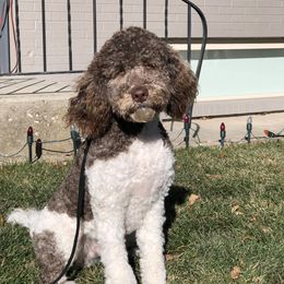 Dodger - Labradoodle