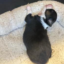 Tiny black girl 2 - Black tri female Toy Australian Shepherd puppy in Lame Deer, Montana from Bar M Toy Aussies