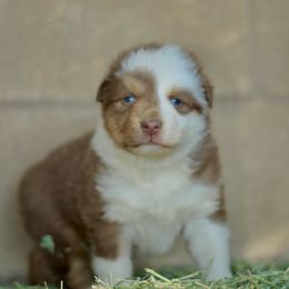 Girl 1 - Red tri-color female Australian Shepherd puppy in Yucaipa, California from Oro’z Farm Aussies