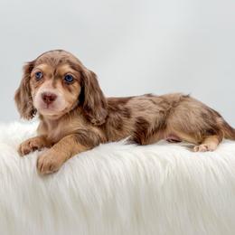 Charlie - Dapple female Dachshund puppy in Litchfield, Illinois from Charmm Dachshunds