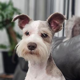 MIA - Miniature Schnauzer