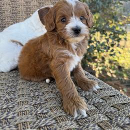 Belle - Red  female Goldendoodle puppy in Ashland, Kentucky from Still Waters Farm