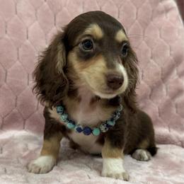 Ava - Chocolate and cream female Dachshund puppy in Lincoln, Arkansas from Red Dirt Dachshunds