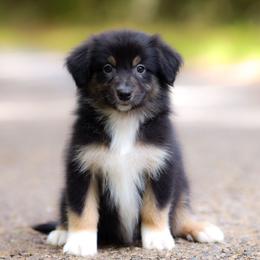 Huntsman - Black tri-color male Australian Shepherd puppy in Georgetown, Texas from River Reign Australian Shepherds